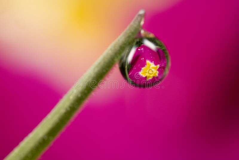 Reflection of primrose in dew drop