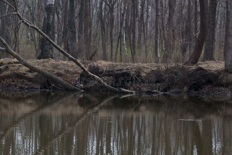 Reflection in the river of trees without foliage. River bank with bare trees on it in spring. Spring forest without foliage on the river bank.