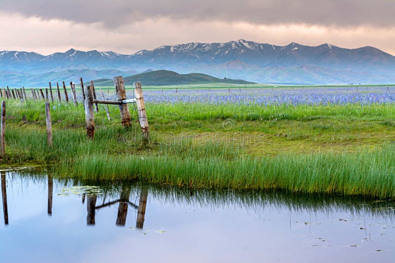 Reflections of fence and grass in a pond with flowers