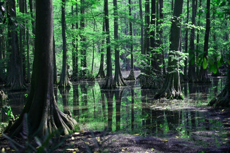 Congaree Močiar v blízkosti Columbia, South Carolina.