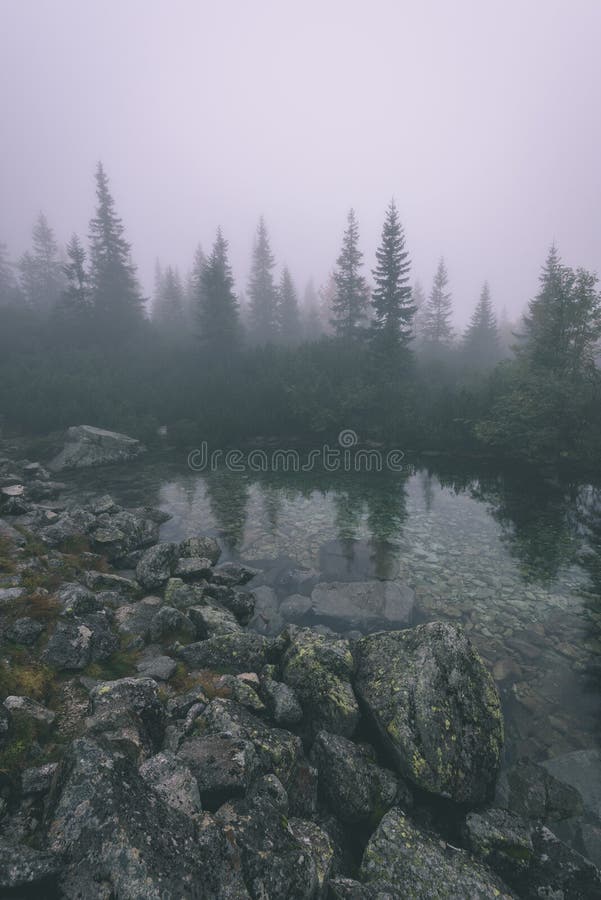 Reflections of trees in the lake water in the morning mist - vintage effect film look