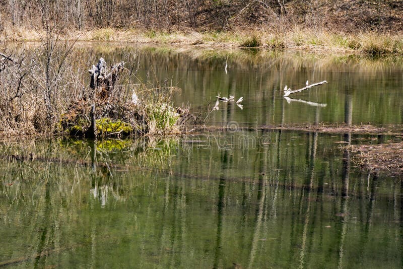 Riflessi foreste pantano si trova regione,, Stati Uniti d'America.