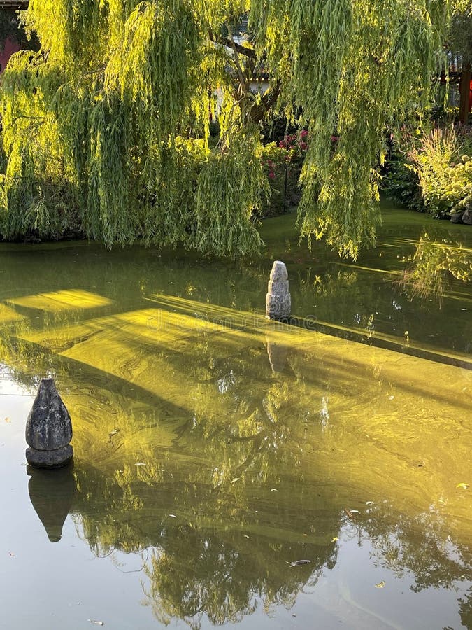 A beautiful pond surrounded by harmonizing tress reflecting in the water. A place to rest and escape. A beautiful pond surrounded by harmonizing tress reflecting in the water. A place to rest and escape.