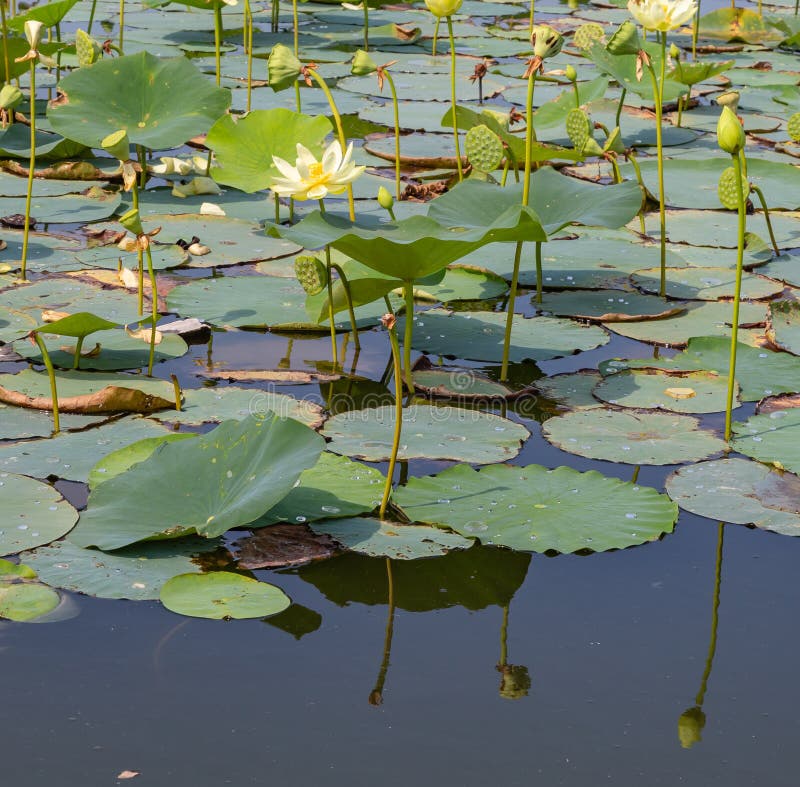 Reflecții de lotus pe apele Carter Lake Iowa stock photography