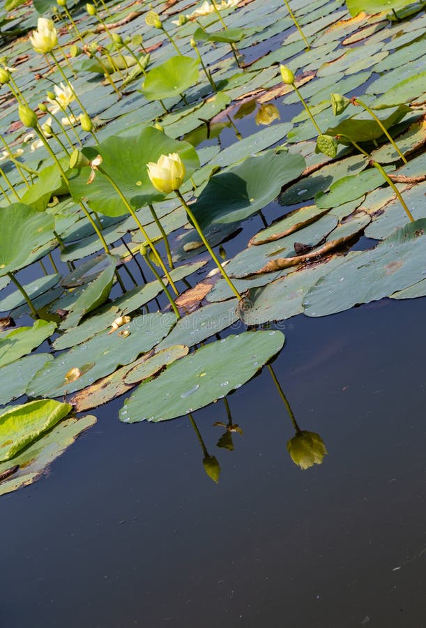 Reflecții de lotus pe apele Carter Lake Iowa royalty free stock photography