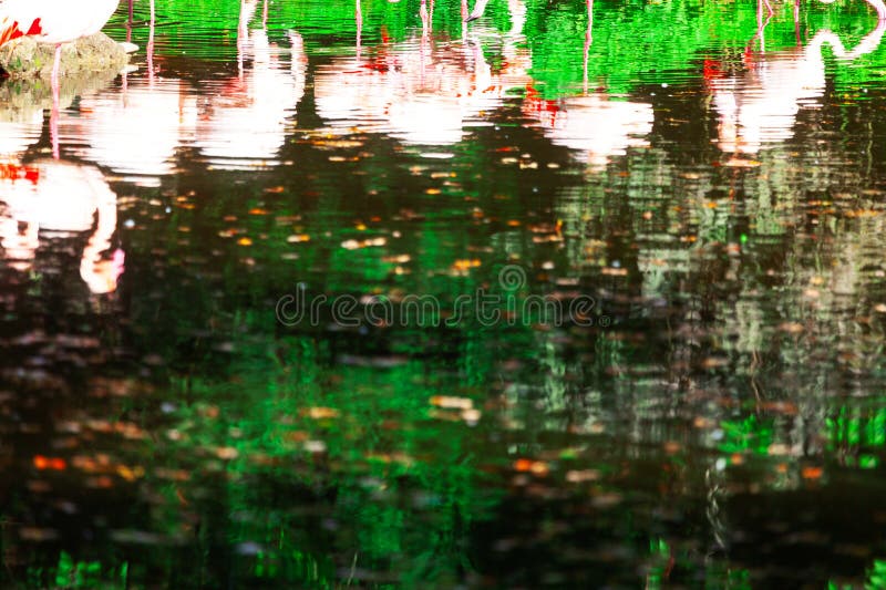 Reflet de flamants roses dans un étang photo libre de droits