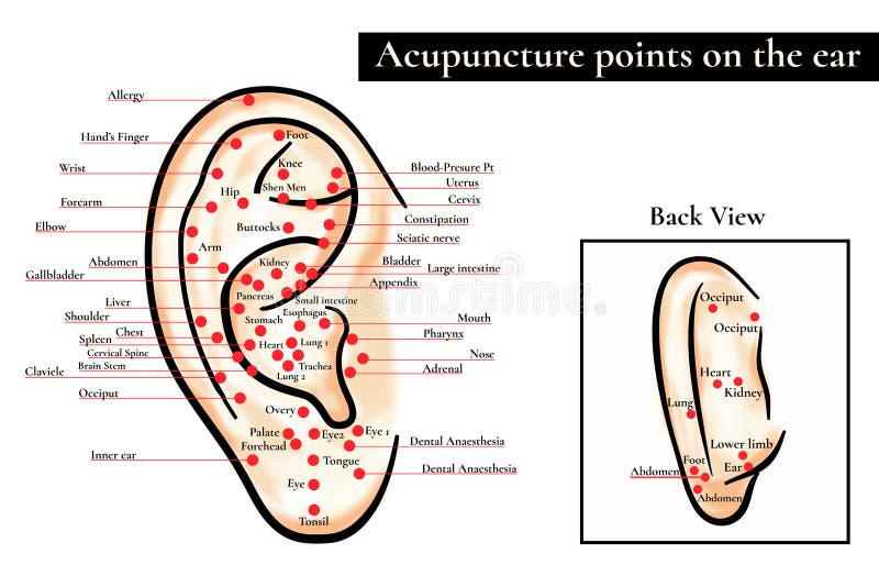 Ear Acupuncture Chart Free