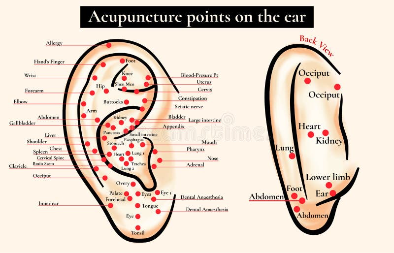 Ear Reflex Points Chart