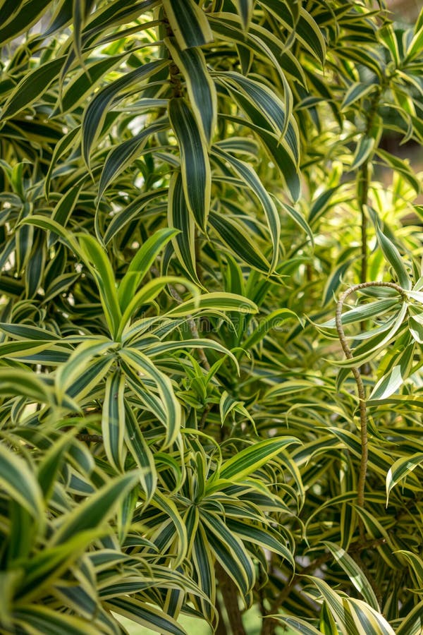 Reflexa tropical d'arbre, de Dracaena également connu sous le nom de pleomele ou chanson des espèces d'Inde de Dracaena images stock Reflexa tropical d'arbre, de Dracaena également connu sous le nom de pleomele ou chanson des espèces d'Inde de Dracaena images stock