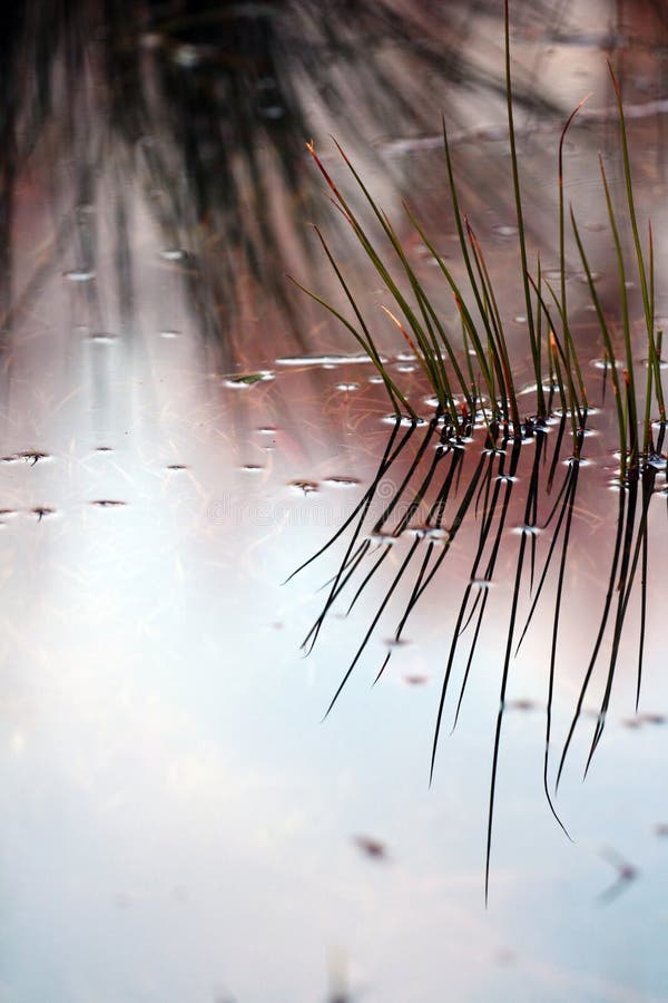 Reflexion des Grases auf Wasser stockbild Reflexion des Grases auf Wasser stockbild