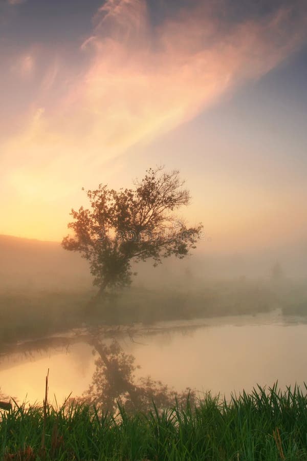 Reflexion eines Baums in einem nebelhaften Morgen