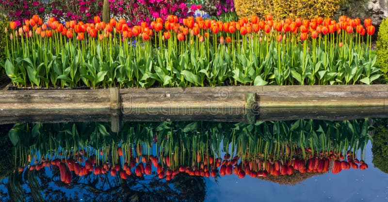 Reflexion von Tulip Flowers lizenzfreie stockfotografie Reflexion von Tulip Flowers lizenzfreie stockfotografie
