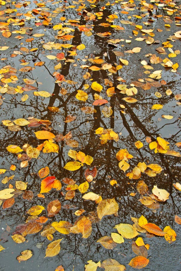 Reflexiones del otoño