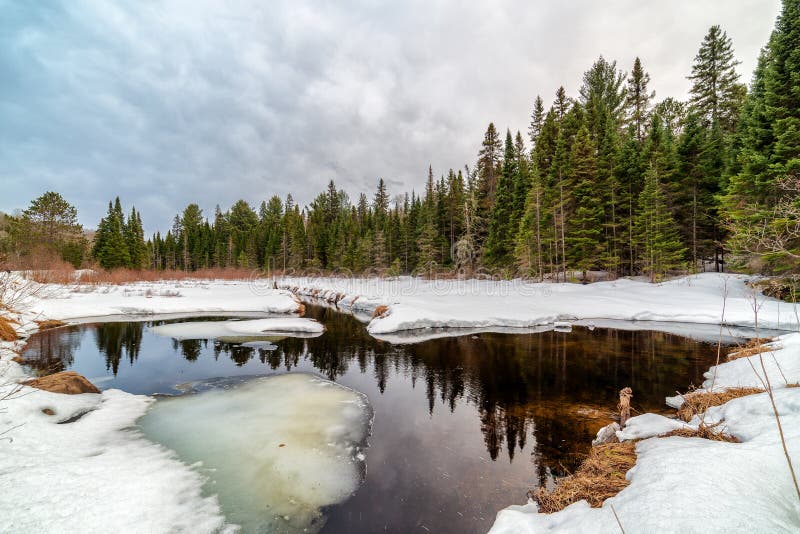 Reflexiones en una corriente del deshielo en un bosque fotos de archivo