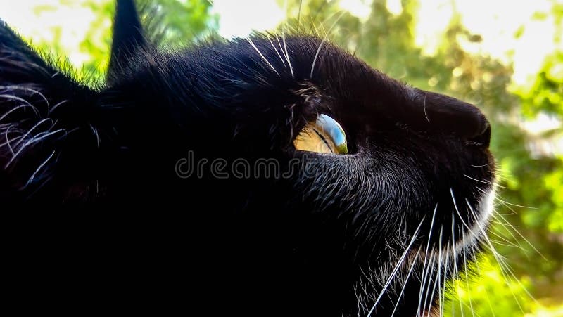 Reflexión del cielo en el ojo de un gato negro imágenes de archivo libres de regalías Reflexión del cielo en el ojo de un gato negro imágenes de archivo libres de regalías