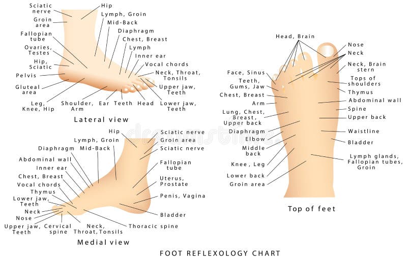 Reflexology Foot Chart Top Of Foot