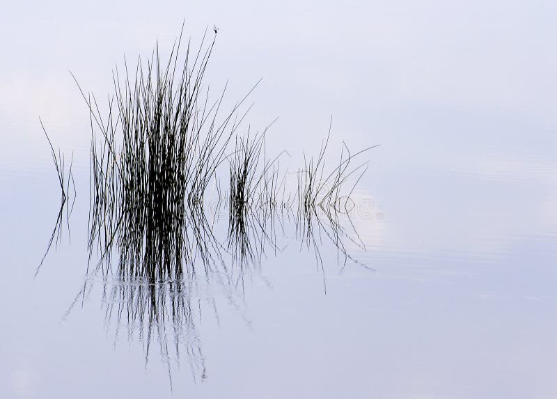 Reflexão da grama da lagoa
