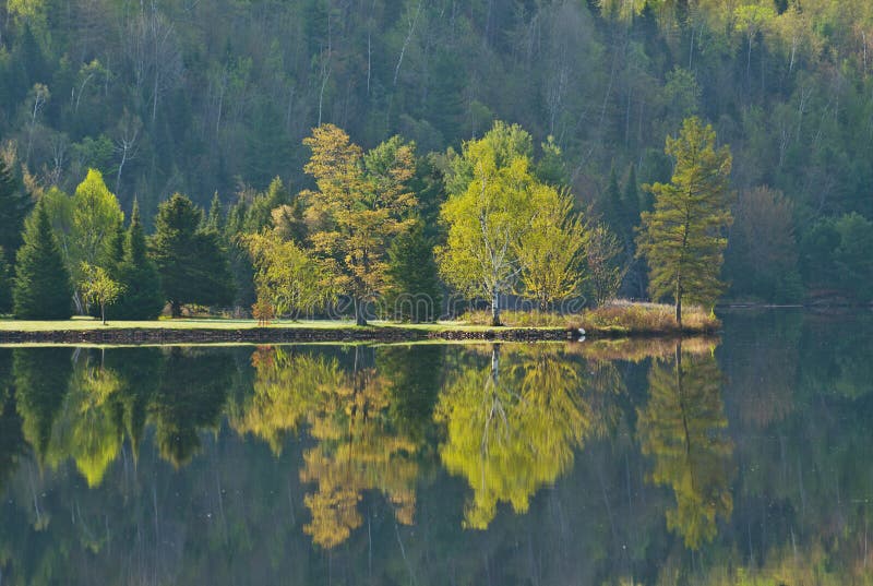 Reflexão do lago das árvores na mola adiantada