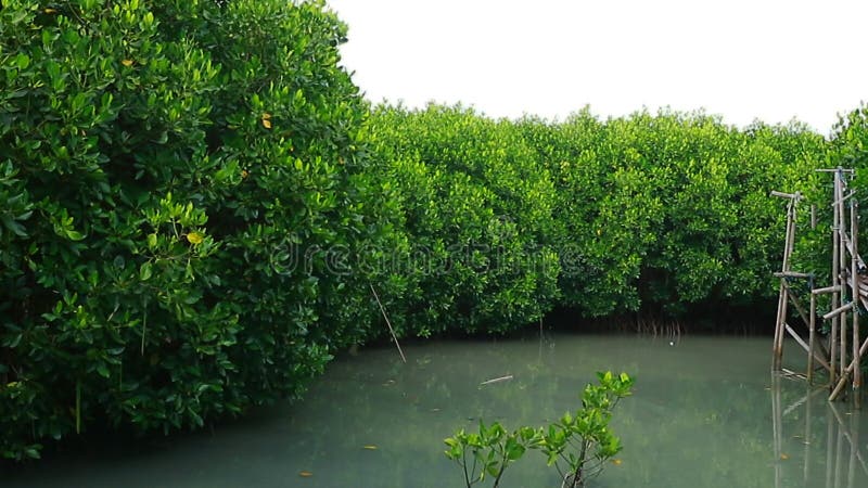 Reforestation on the beach by planting mangroves