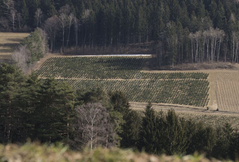 Reforestation or Reafforestation in a Forest Stock Image - Image of ...