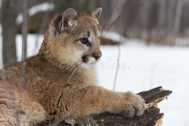 competencia micrófono entrar Refranes De Concoloración De Puma De Sexo Femenino En El Invierno De Cierre  De Registro Foto de archivo - Imagen de pantera, animal: 246481482