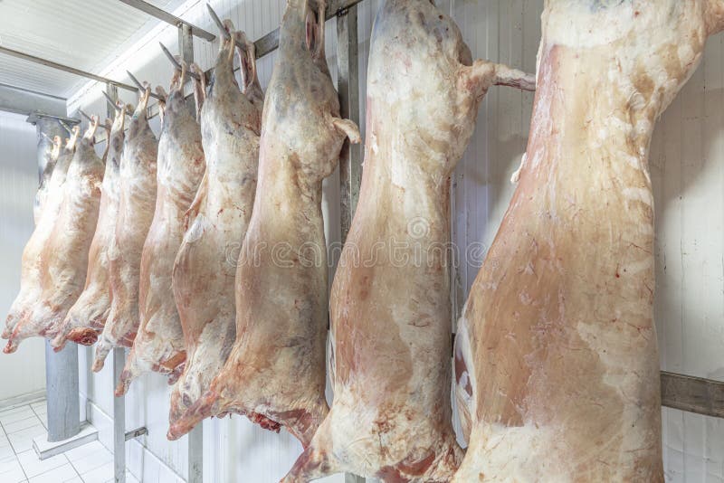 At The Slaughterhouse Carcasses Raw Meat Beef Hooked In The Freezer Close  Up Of A Half Cow Chunks Fresh Hung And Arranged In A Row In A Large Fridge  In The Fridge