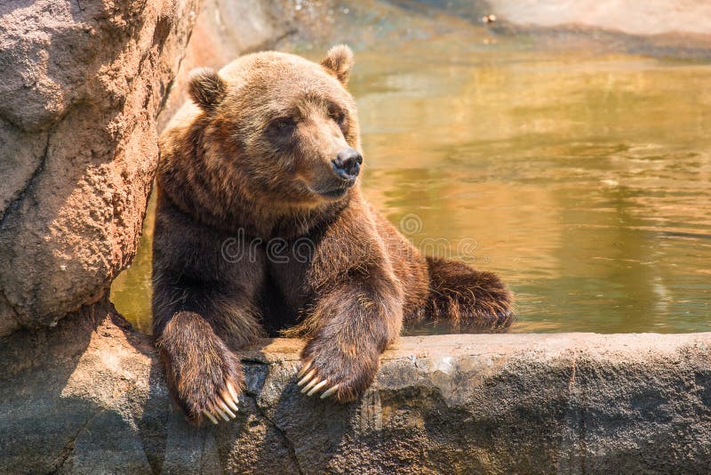 Refrigerazione dell'orso grigio dello zoo