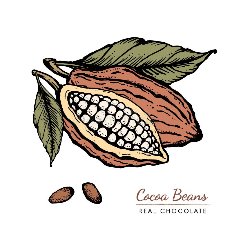  Refrijoles De Cacao Dibujo De Dibujos De Estilo Grabado a Mano Ilustración del Vector