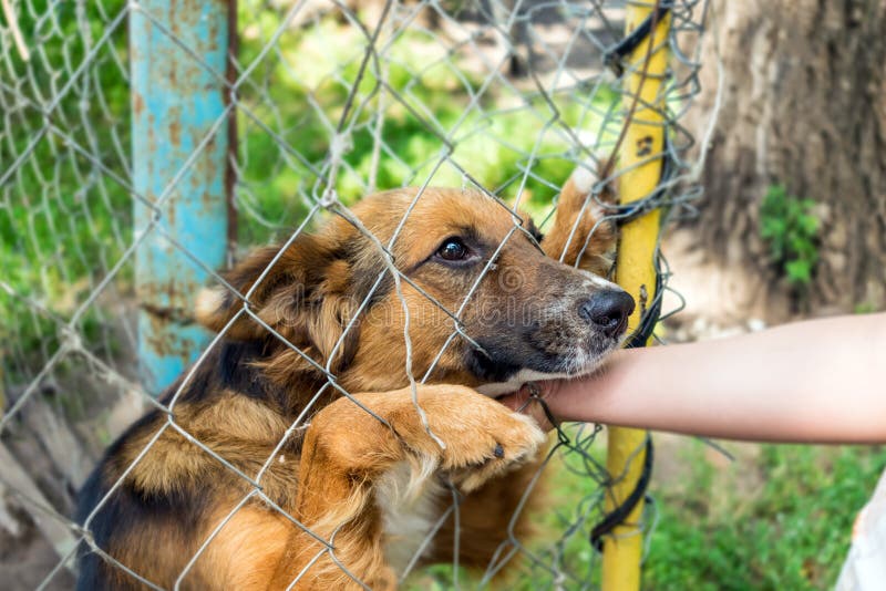 Refuge pour animaux de sans-abri d'Outddor Visiteur heureux s de chien métis triste