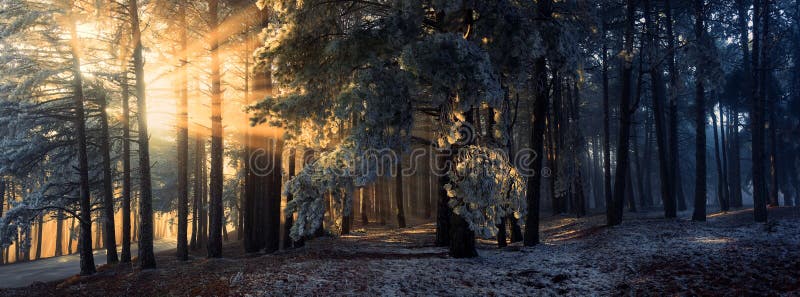 Regain dans la forêt image stock Regain dans la forêt image stock