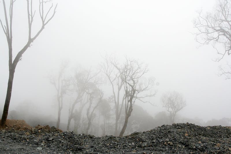 Very thick dense fog at the desolated forest at vietnam. Very thick dense fog at the desolated forest at vietnam