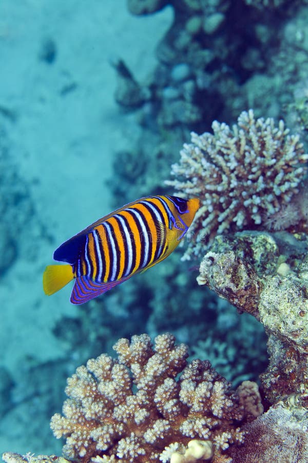 Regal anglfish in the Red Sea.