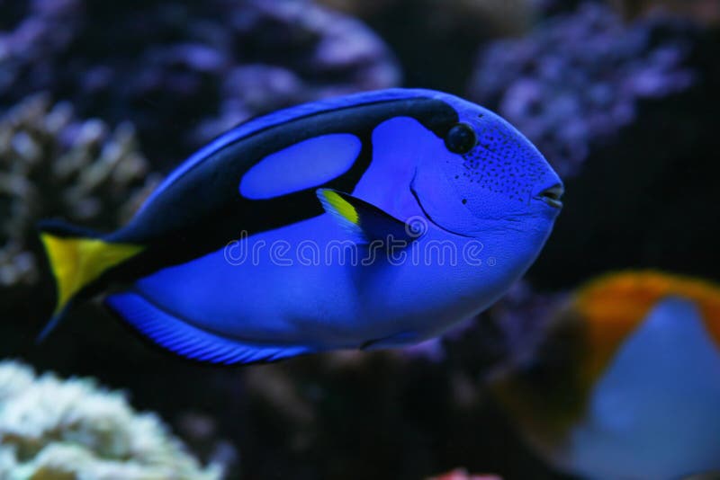 Regal Tang