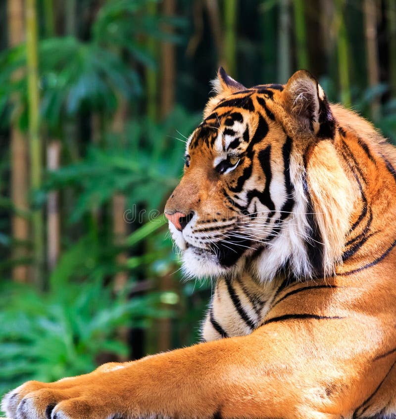  Cat  with Regal  Pose  stock photo Image of pretty stripes 