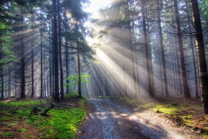 Image of the coniferous forest early in the morning - early morning fog - God beams. Image of the coniferous forest early in the morning - early morning fog - God beams