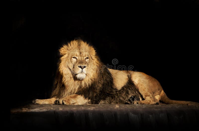 Regard rêveur d'un lion asiatique menteur, d'isolement sur le backgro noir image libre de droits Regard rêveur d'un lion asiatique menteur, d'isolement sur le backgro noir image libre de droits