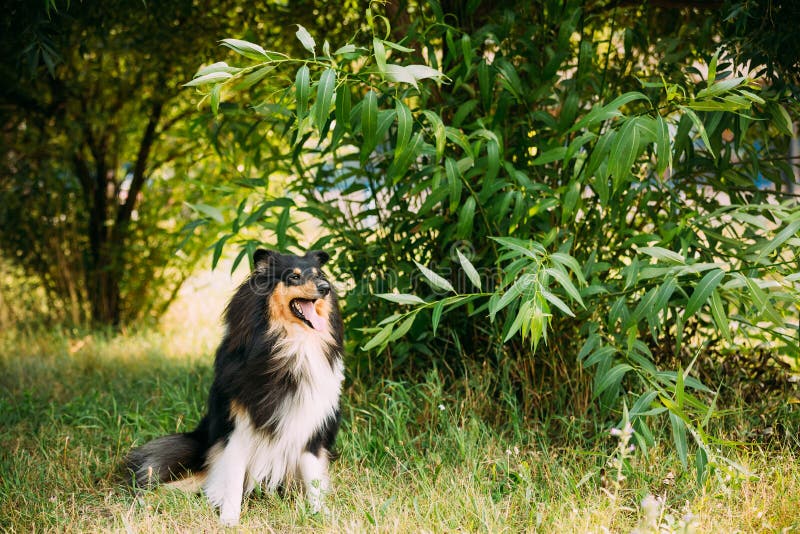 Regarder fixement à l'appareil-photo Collie Lassie Adult Dog aux cheveux longs rugueuse écossaise tricolore photo stock Regarder fixement à l'appareil-photo Collie Lassie Adult Dog aux cheveux longs rugueuse écossaise tricolore photo stock