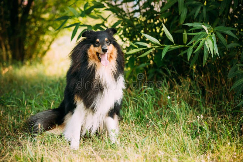 Regarder fixement à l'appareil-photo Collie Lassie aux cheveux longs rugueuse écossaise tricolore photos libres de droits Regarder fixement à l'appareil-photo Collie Lassie aux cheveux longs rugueuse écossaise tricolore photos libres de droits