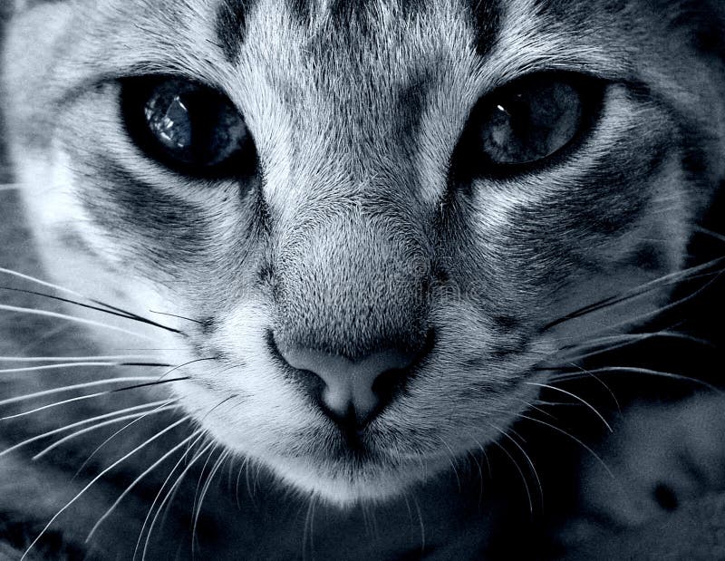 Regardez dans mes yeux - chat photos stock Regardez dans mes yeux - chat photos stock