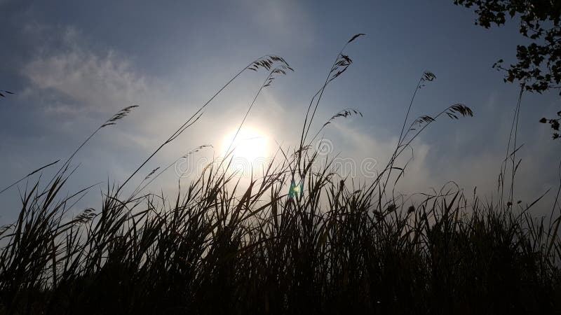 Regardez le ciel une fois vu par les dessus d'herbe Vue inférieure du soleil par l'herbe photographie stock libre de droits Regardez le ciel une fois vu par les dessus d'herbe Vue inférieure du soleil par l'herbe photographie stock libre de droits