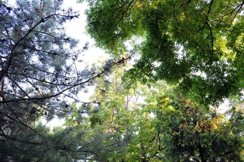 Regardez les cimes d'arbre photos stock Regardez les cimes d'arbre photos stock