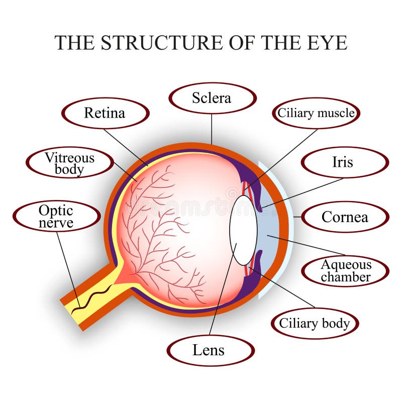 Regeling de structuur van het menselijke oog Vector illustratie stock illustratie Regeling de structuur van het menselijke oog Vector illustratie stock illustratie
