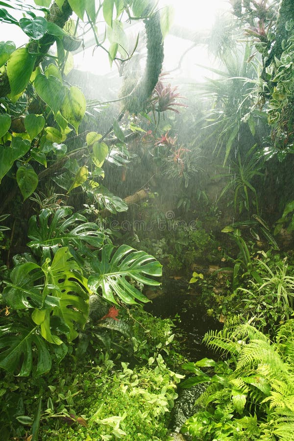  Regen  Im Tropischen Regenwald  Stockfoto Bild von nave 