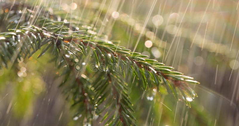 Rain on a sunny day. Close-up of rain on the background of an evergreen spruce branch . Rain on a sunny day. Close-up of rain on the background of an evergreen spruce branch .