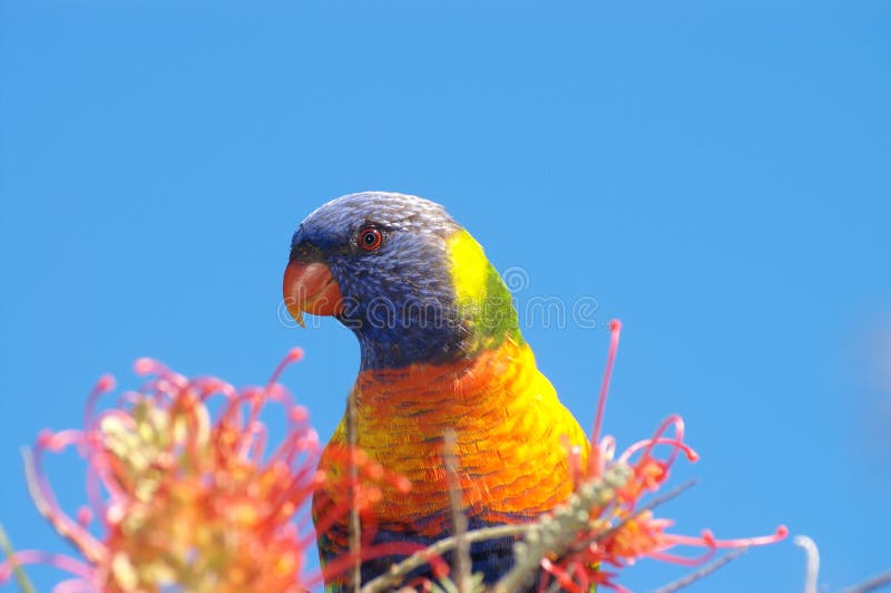 Regenbogen Lorikeet lizenzfreie stockfotografie Regenbogen Lorikeet lizenzfreie stockfotografie