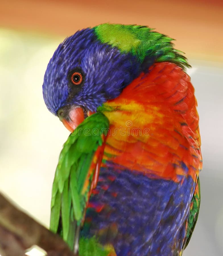 Regenbogen Lorikeet stockbild Regenbogen Lorikeet stockbild