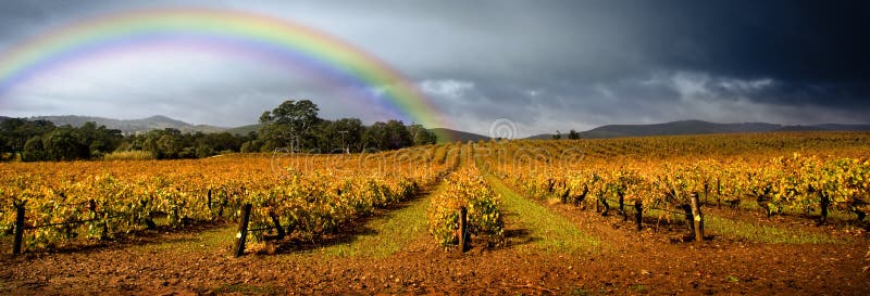 Regenbogen-Weinberg stockfoto Regenbogen-Weinberg stockfoto