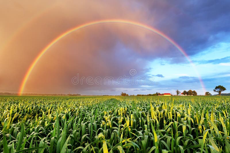 Regenbogen über Weizenfeld, Naturlandschaft