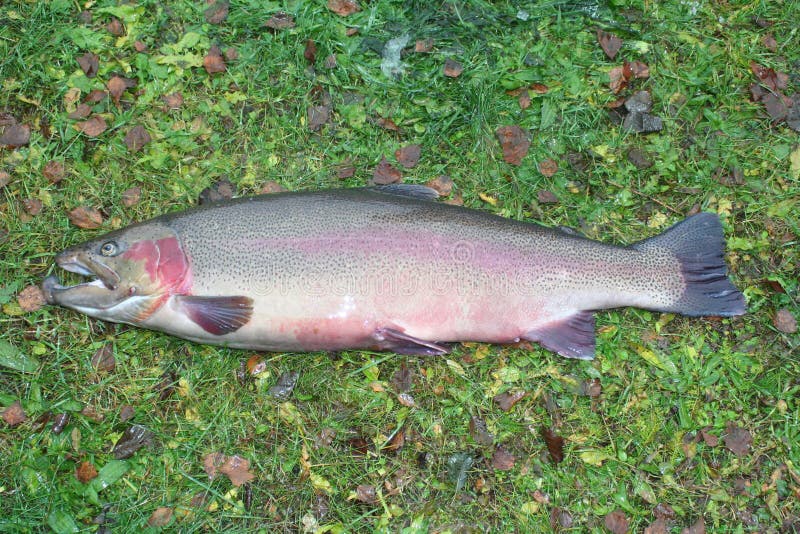 Regenbogenforelle. stockfotos