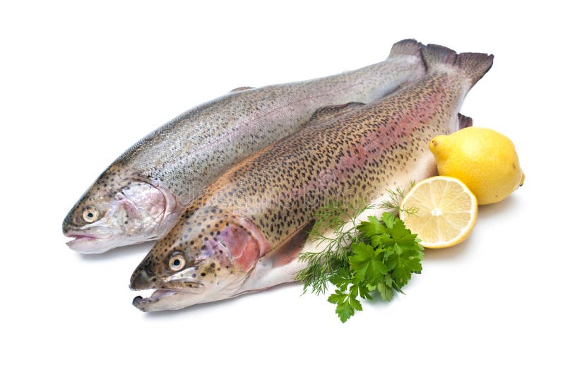 Regenbogenforelle lizenzfreies stockfoto